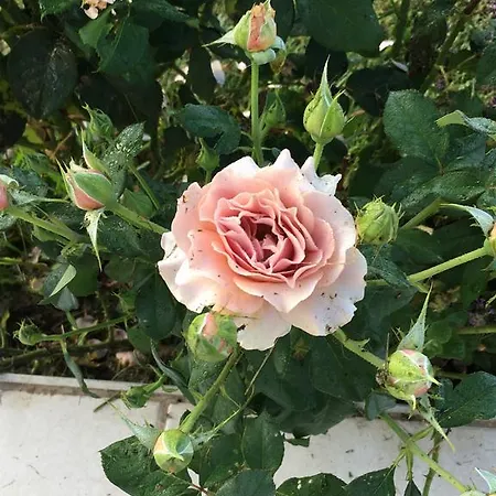 Beth Soureilh Adults Only Coarraze