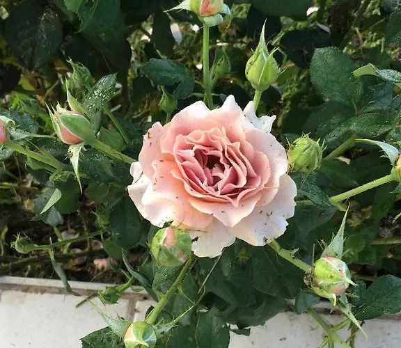 Beth Soureilh Adults Only Coarraze